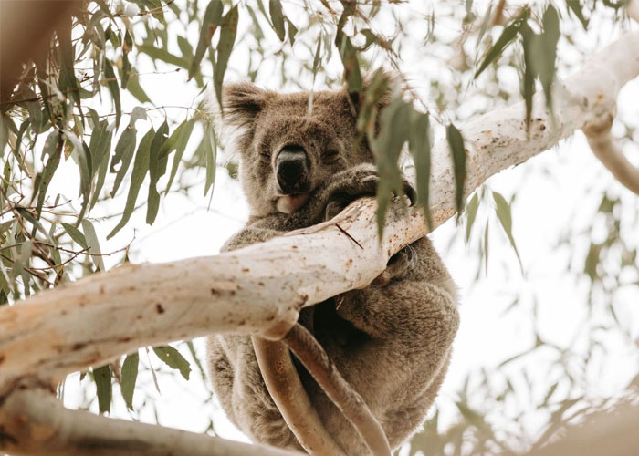 25 things to do on Kangaroo Island