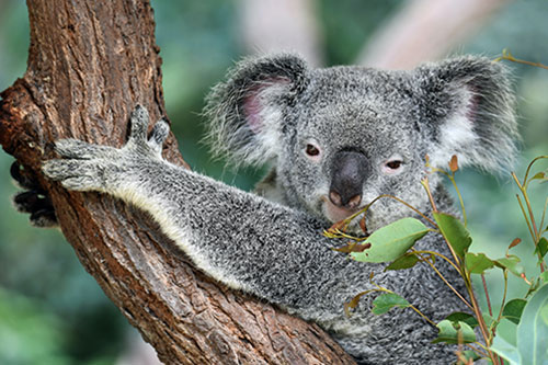 kangaroo island wildlife tours koala